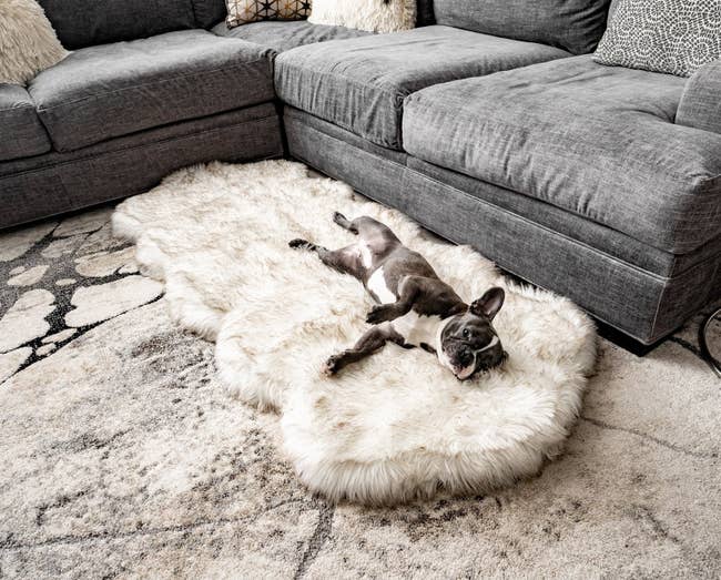 dog laying on faux sheepskin dog bed that looks like a nice rug