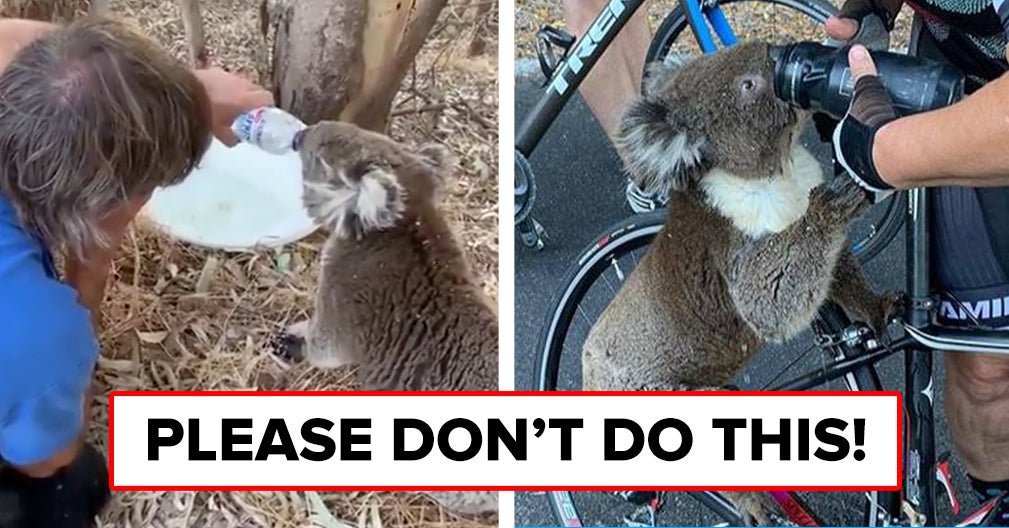 Psa This Is The Correct And Only Way You Should Be Giving Koalas