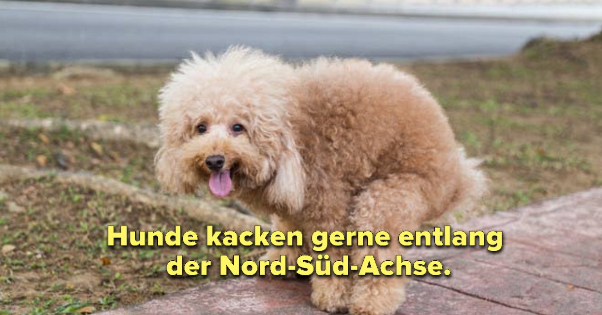 16 spannende Fakten über Hunde, von denen du vielleicht noch nichts