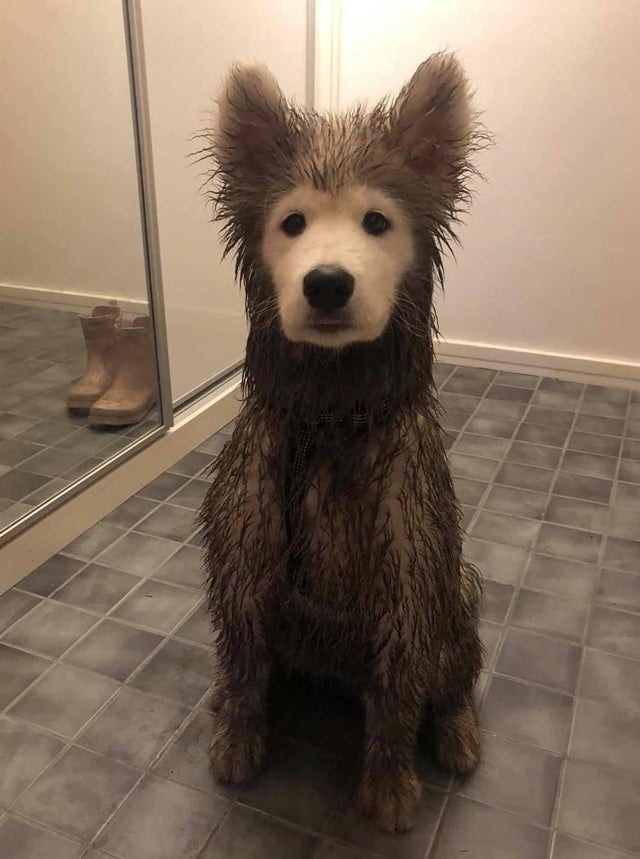 Enderbear outlet dog breed