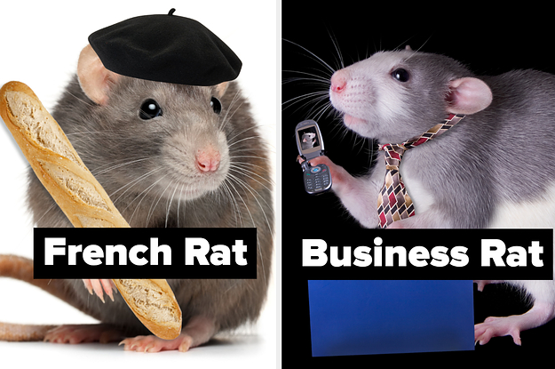 Your rat 2025
