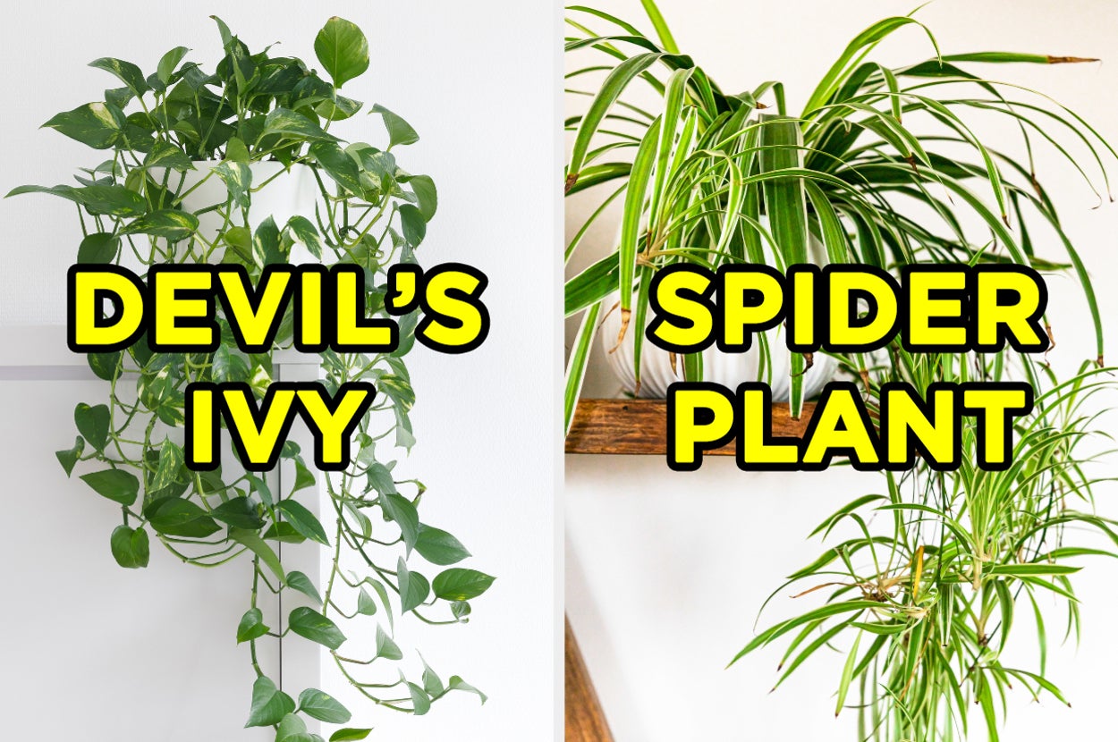 air plant varieties Lavender Enhanced Tillandsia Air Plants main image 0