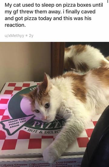 Photos Of Cats And The Pizza Boxes They've Befriended