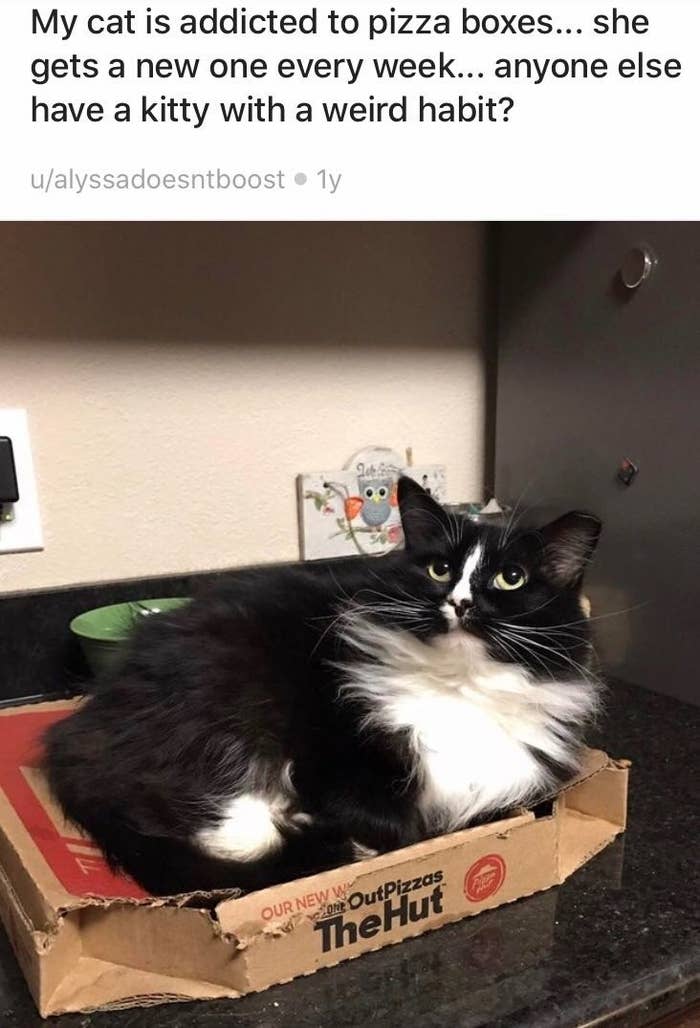 Photos Of Cats And The Pizza Boxes They've Befriended