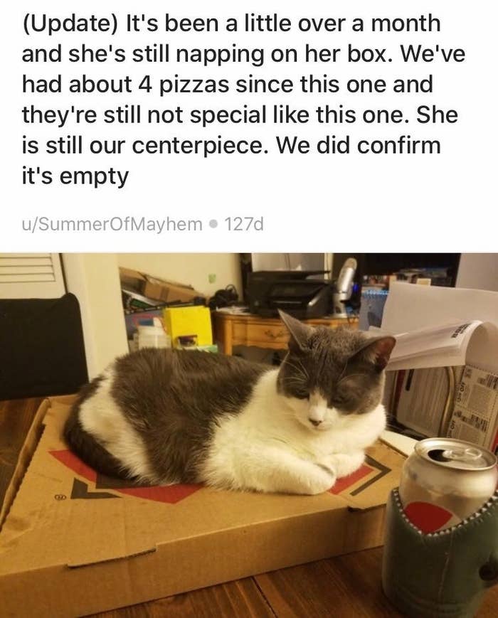 Photos Of Cats And The Pizza Boxes They Ve Befriended
