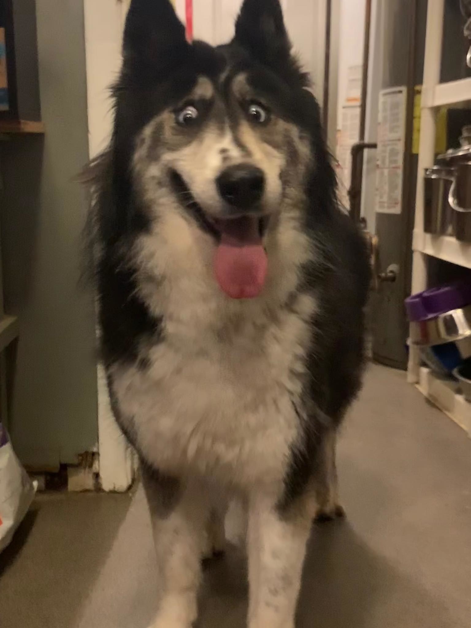 This Husky Was Given Away For Looking Weird But Now She's Captured