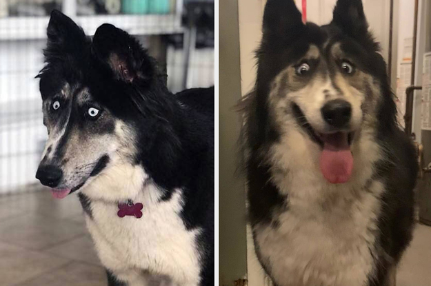 This Husky Was Given Away For Looking Weird But Now She's Captured ...