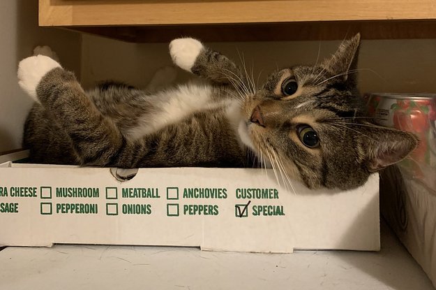 15 Cats Who Abandoned Their Bed And Toys For A Pizza Box Instead