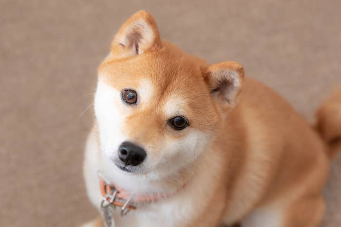 These Are The Best Breeds Of Dog Imho