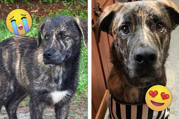 27 fotos de “antes e depois” cachorros resgatados que vão aquecer seu coração
