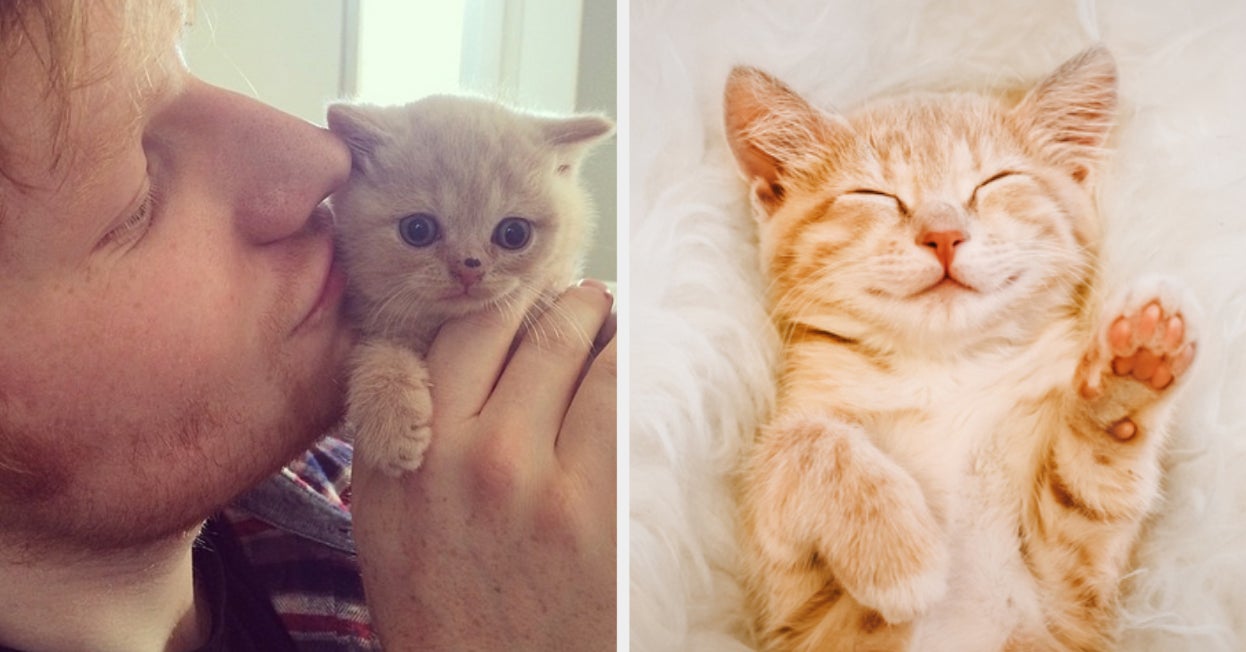 Quiz Can We Guess Your Cat S Name