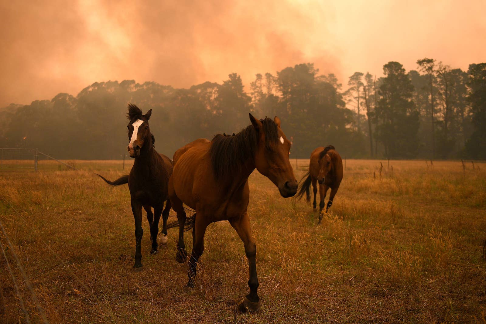 australian bushfire 2020 humanity animals horses