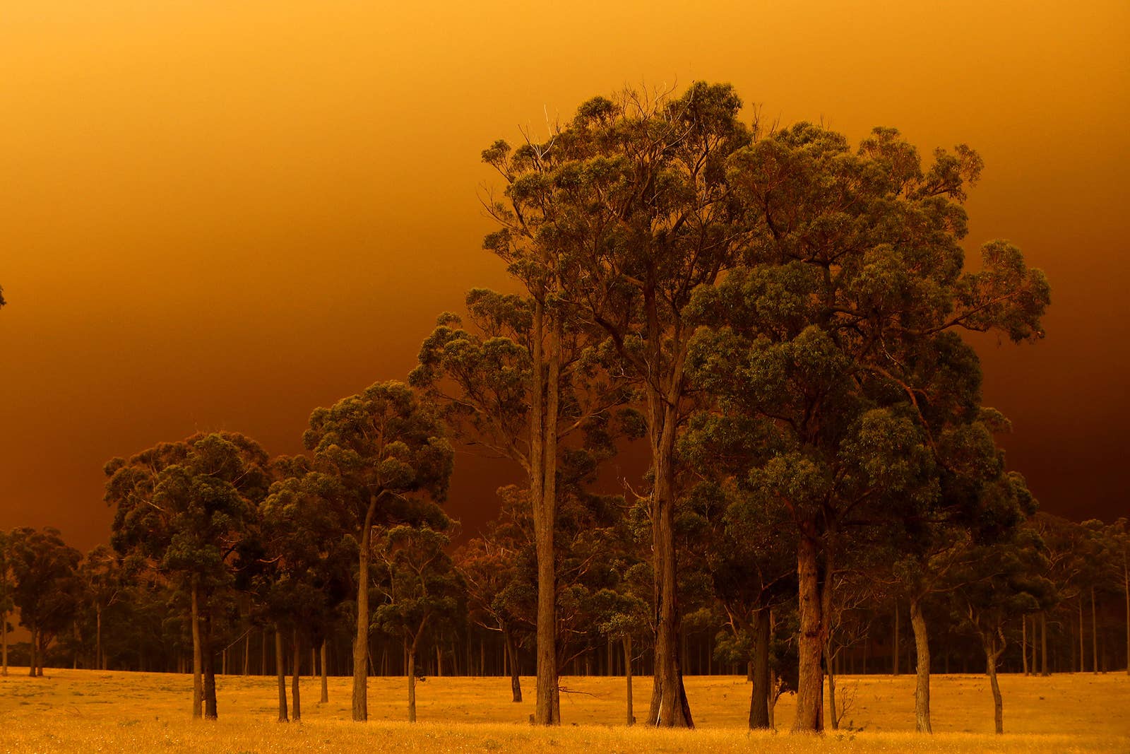 australian bushfire 2020 humanity deserted