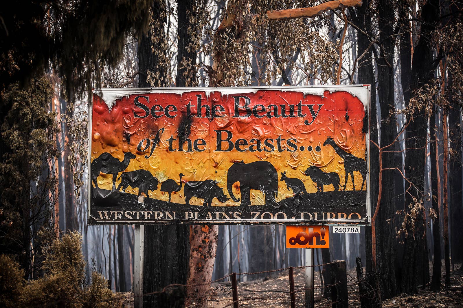 australian bushfire 2020 humanity  burnt