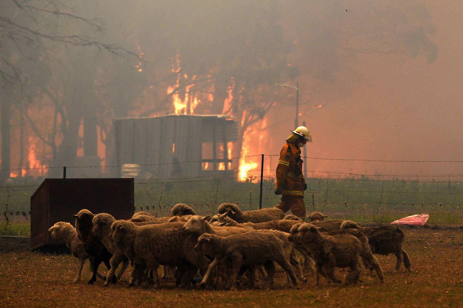 australian bushfire 2020 humanity animals sheeps