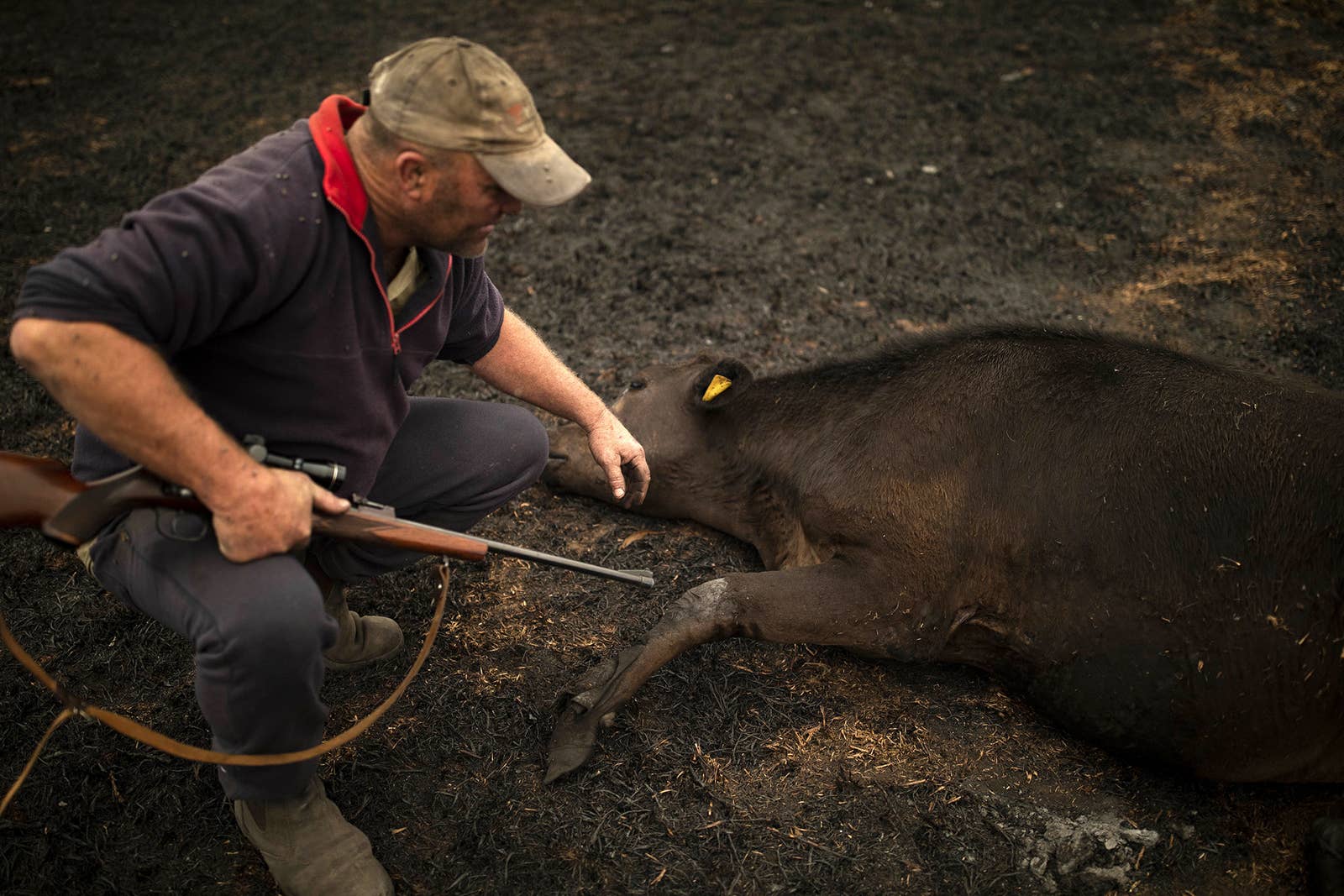 australian bushfire 2020 humanity rescuing animals