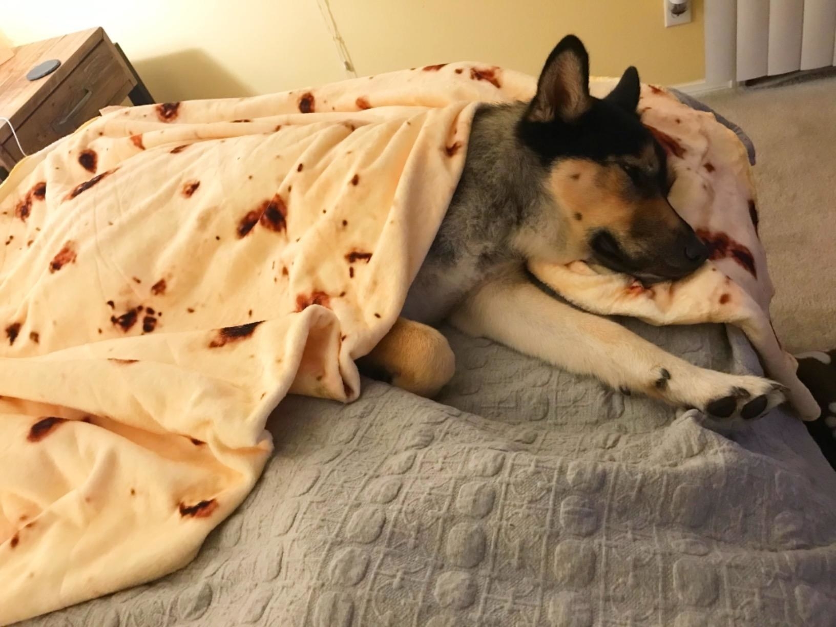 dog snuggles under tortilla blanket