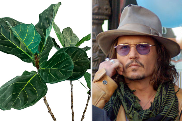We'll Tell You Which House Plant You Should Get Based On Your Hipster Choices