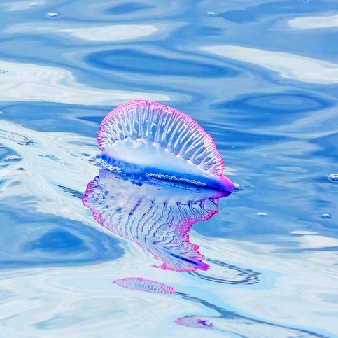 地球外生命体としか思えない 海中の不思議な生き物たち 地球外生命体としか思えない 海中の不思議な生き物たち