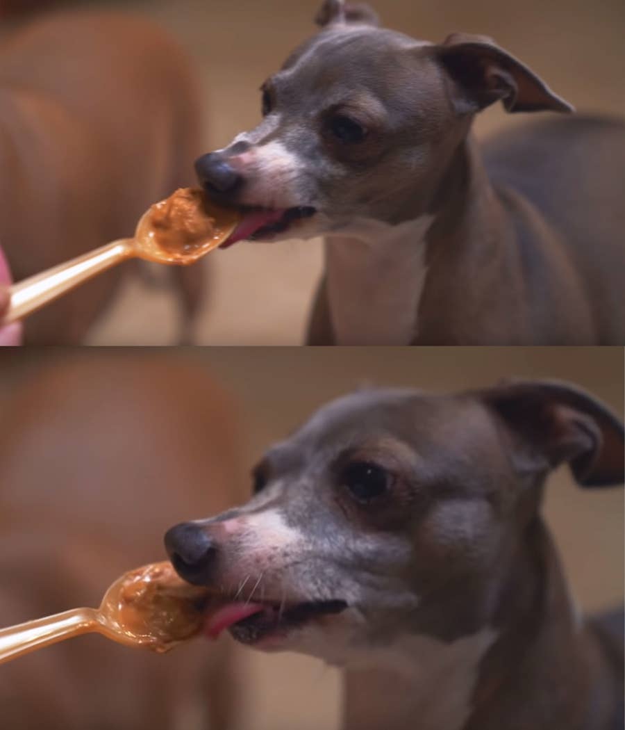 17 Jenna Marbles Kermit The Dog Moments A cermet is ideally designed to have the optimal properties of both a ceramic. 17 jenna marbles kermit the dog moments