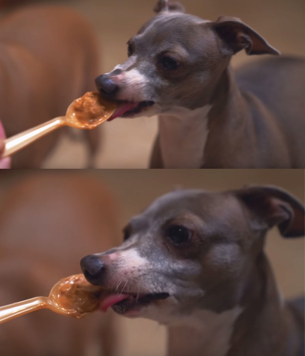 17 Jenna Marbles Kermit The Dog Moments