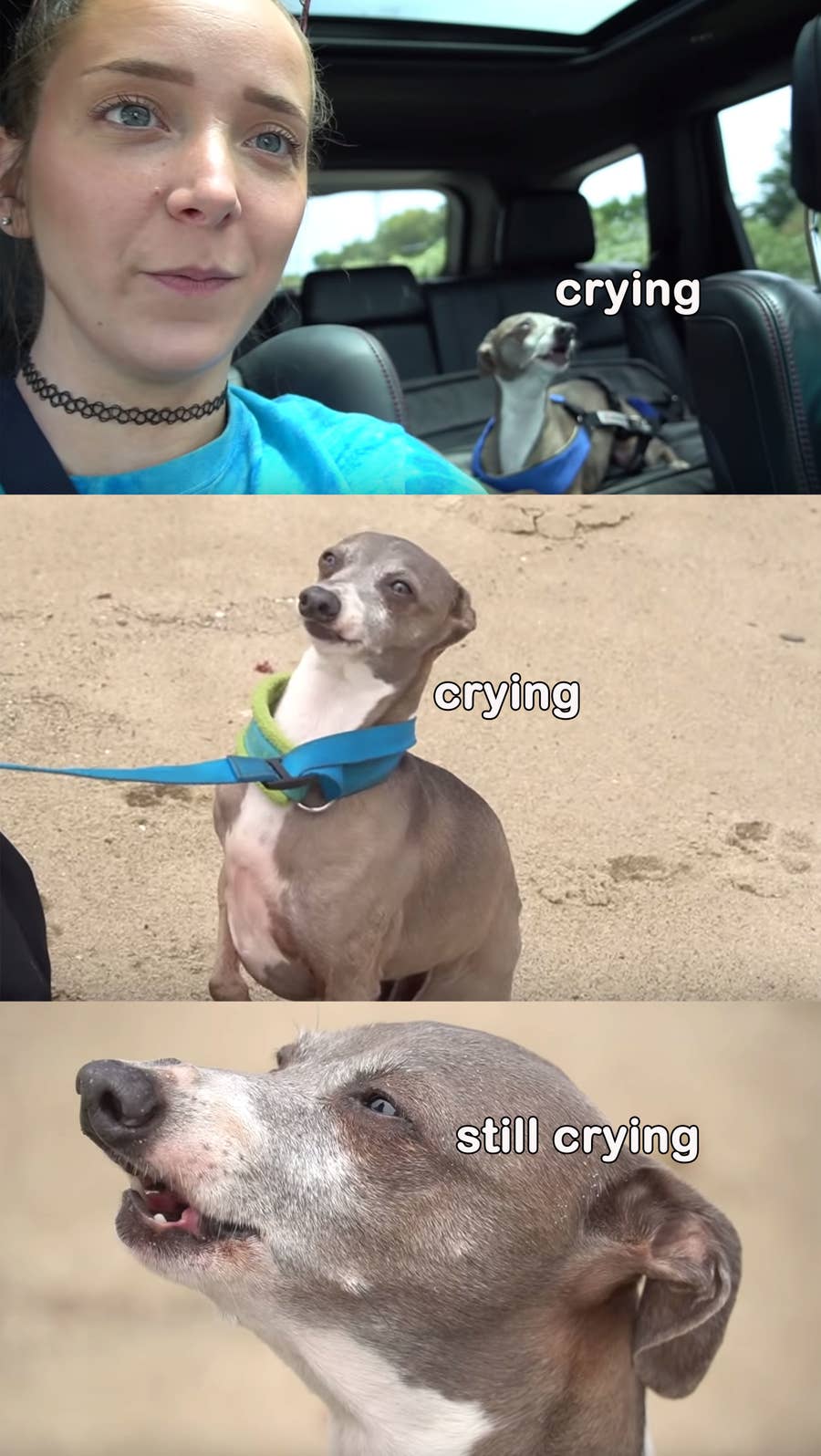 17 Jenna Marbles Kermit The Dog Moments Cermet is a middle dog child. 17 jenna marbles kermit the dog moments