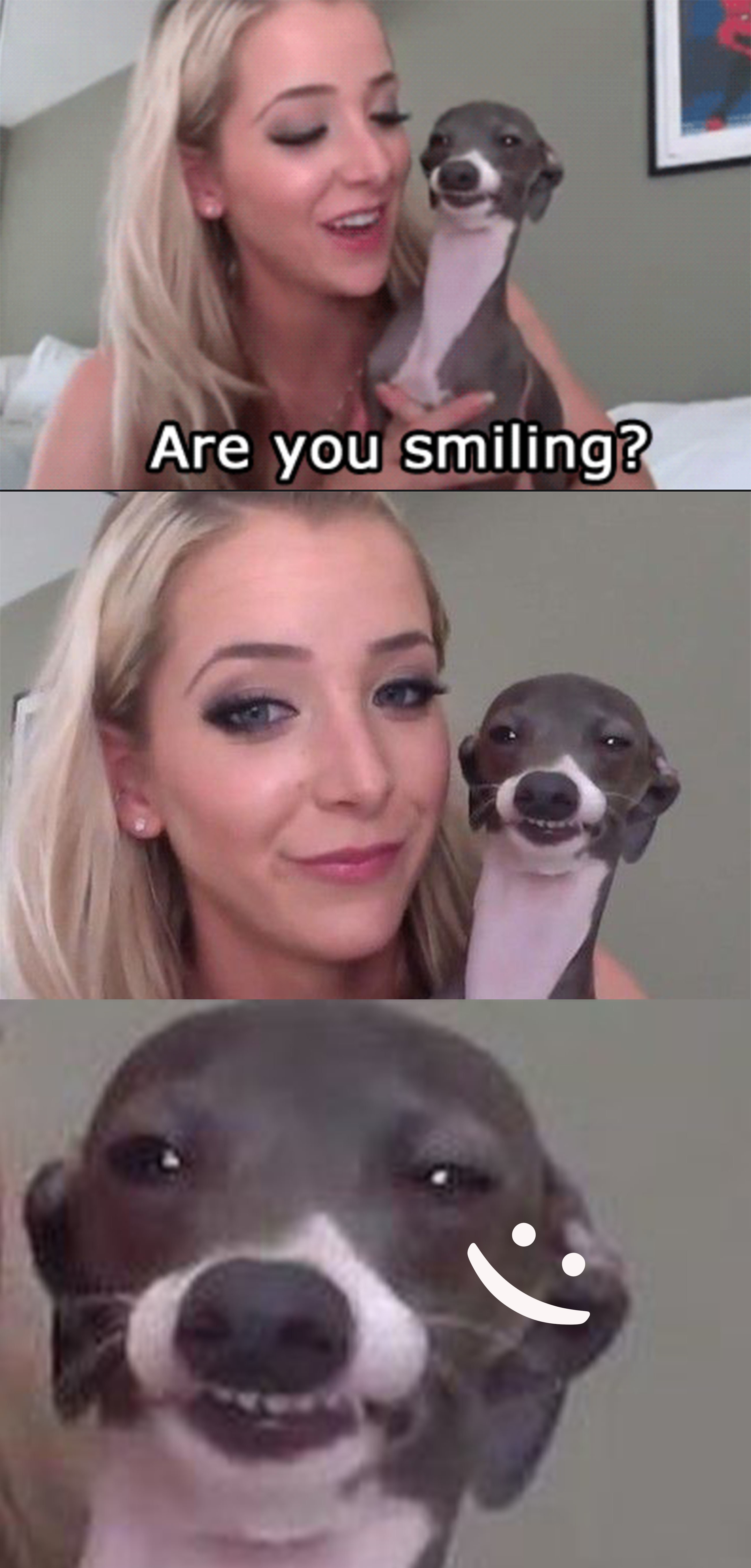 17 Jenna Marbles Kermit The Dog Moments