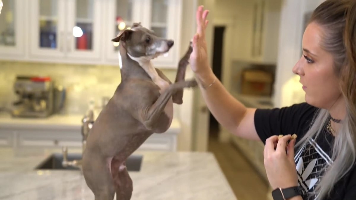 Italian greyhound 2024 jenna marbles