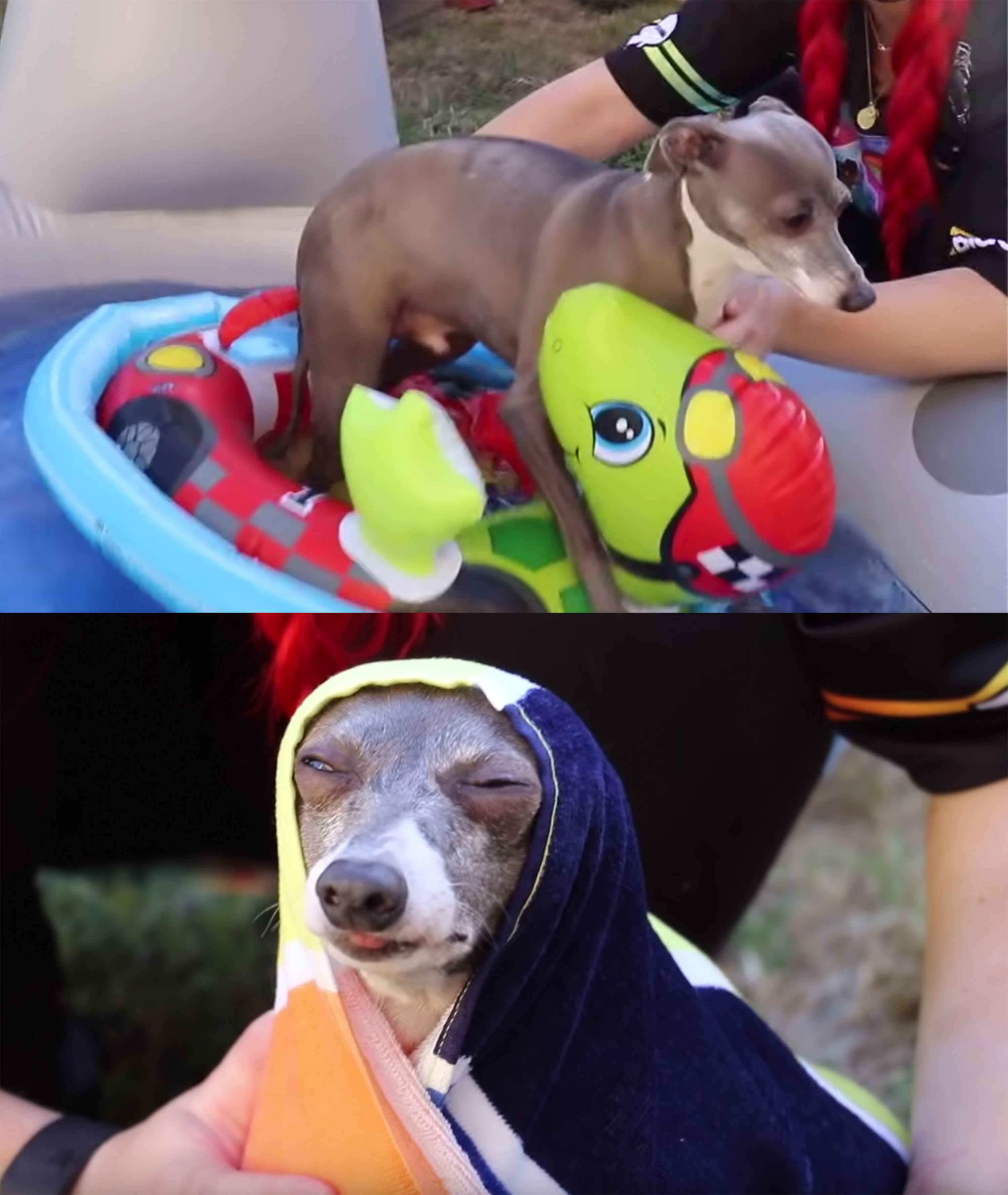 what breed is kermit jenna marbles dog