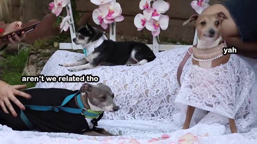 What Kind Of Dog Is Peach Jenna Marbles