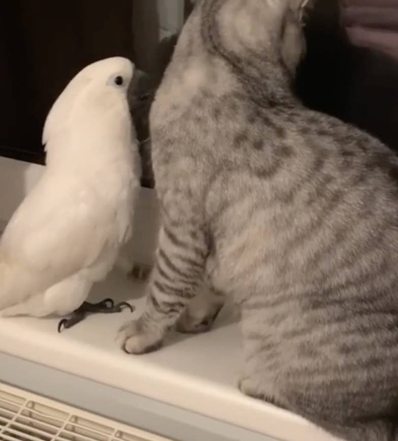 19 Times Cats Proved They Aren T Always Jerks