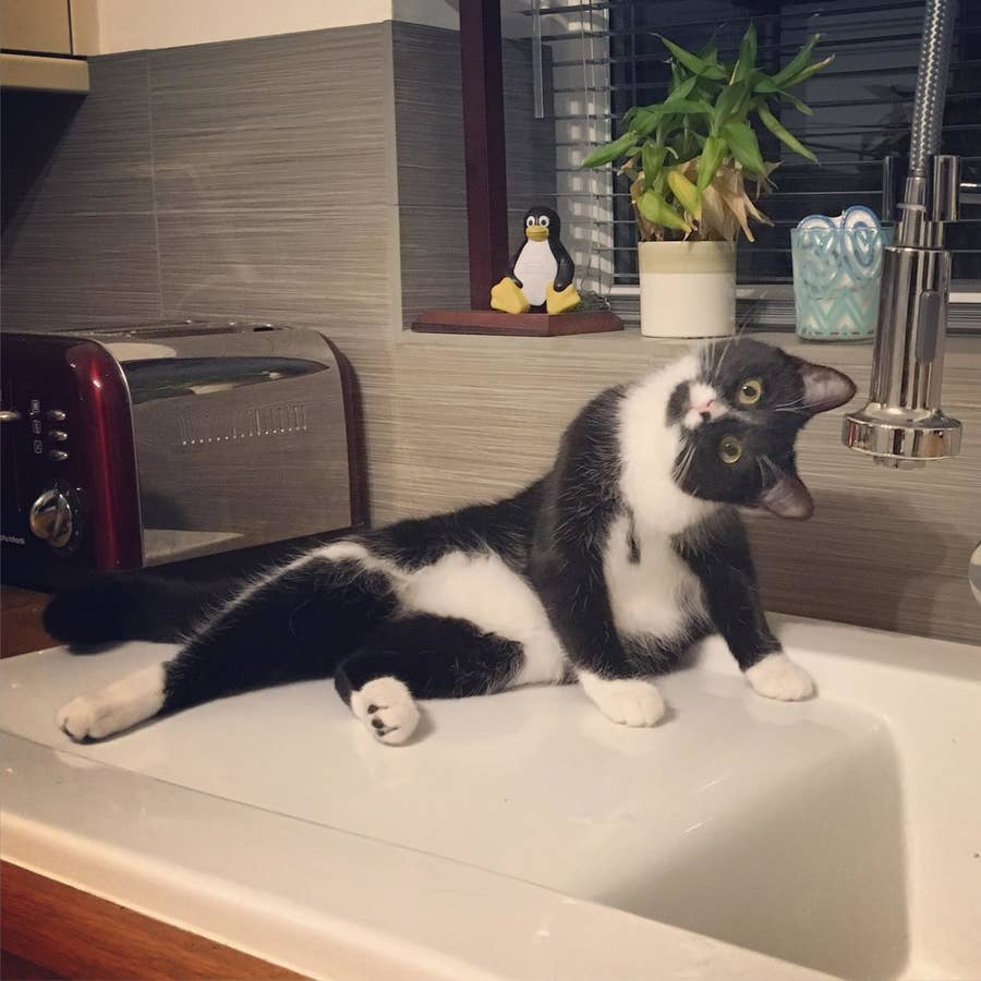 19 Times Cats Proved They Aren T Always Jerks