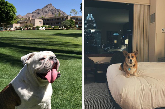 15 US Hotels That Were Practically Made For Dog Lovers