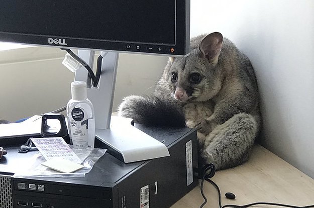 This Woman's Office Was Trashed By An Extremely Cute Possum And Honestly It Looks Like It's Sorry