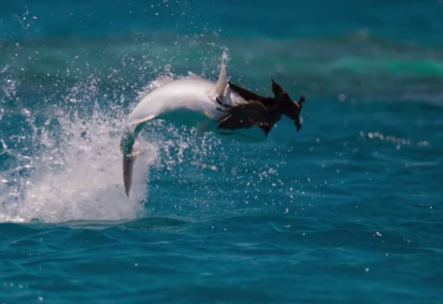 14 Ocean Creatures That Show Just How Wild The Earth Actually Is 14 Ocean Creatures That Show Just How Wild The Earth Actually Is