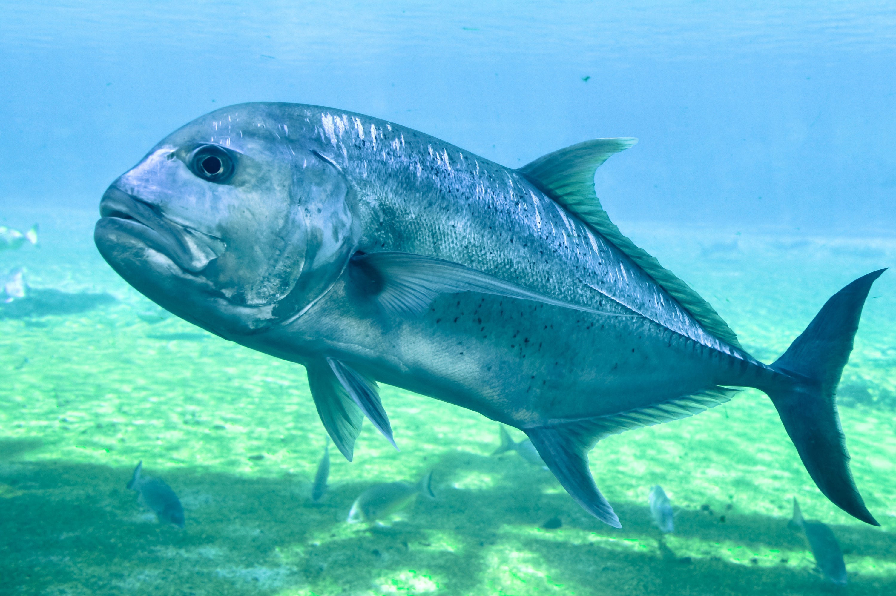 地球外生命体としか思えない 海中の不思議な生き物たち