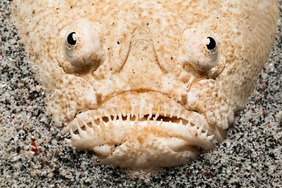 地球外生命体としか思えない 海中の不思議な生き物たち