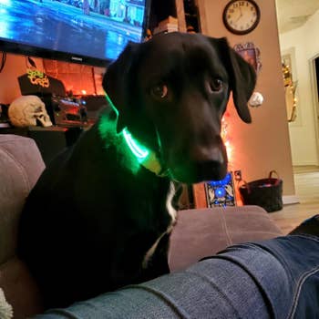 Reviewer photo of their dog wearing the green version