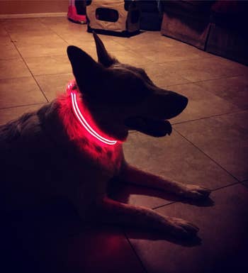 Reviewer photo of their dog wearing the red LED version