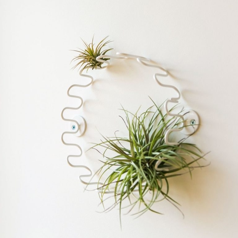 Squiggly circle mount with air plants resting on it 