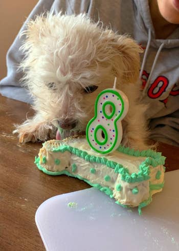 Reviewer's dog eating a bone-shaped cake