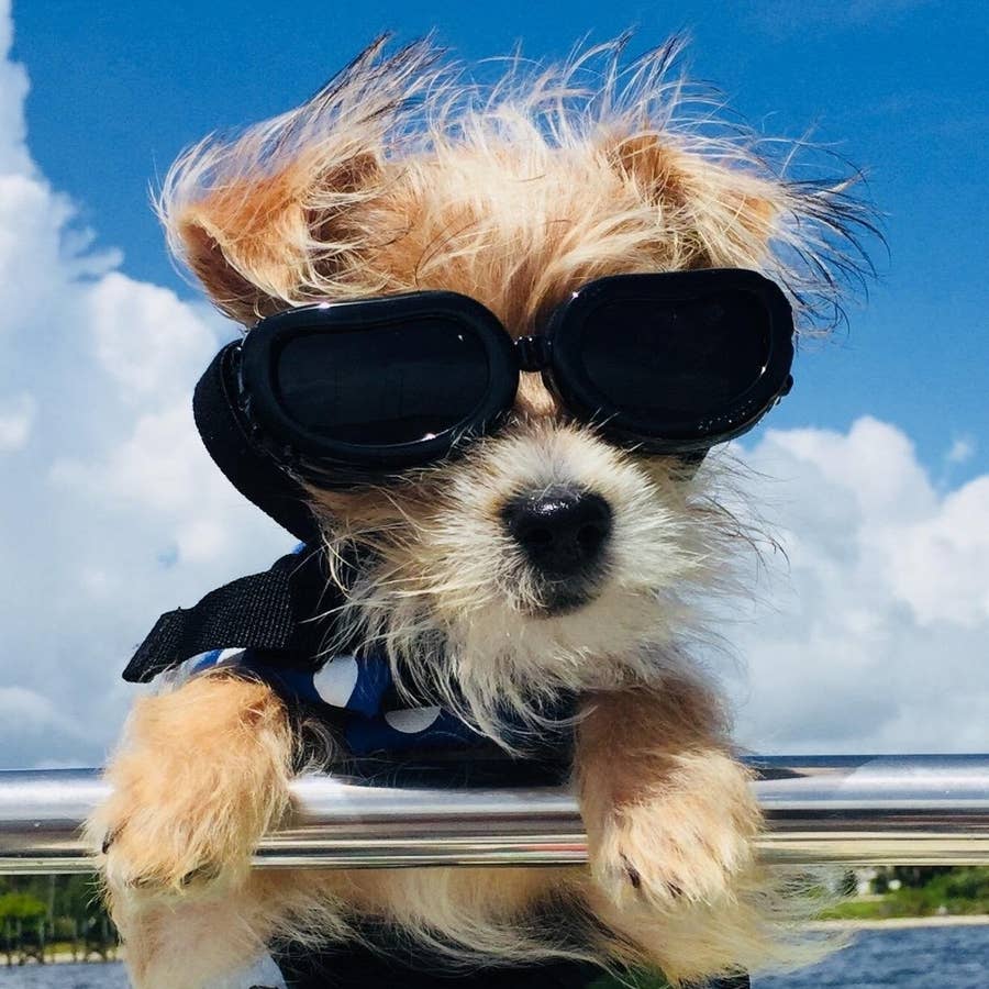 35 Problem Solving Products Pet Owners Actually Swear By