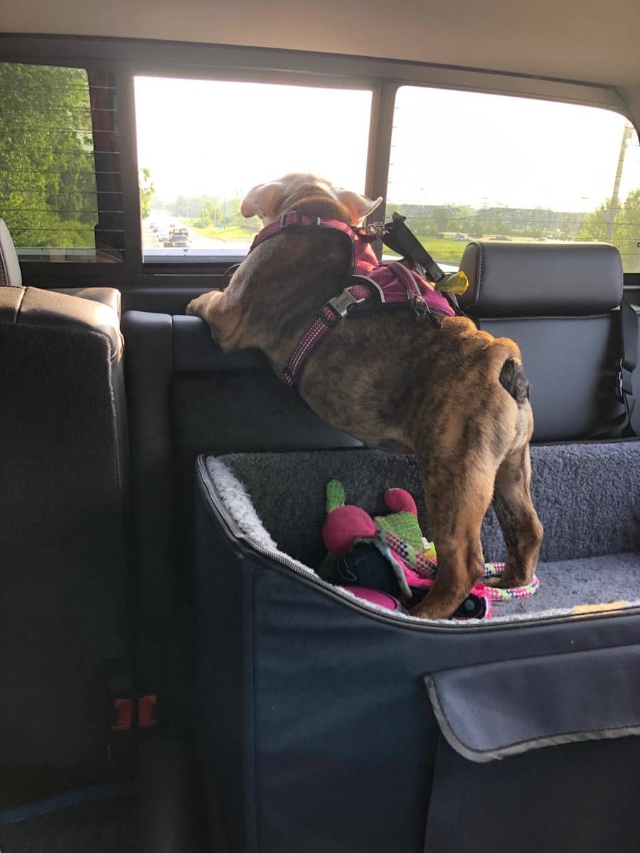 35 Problem Solving Products Pet Owners Actually Swear By