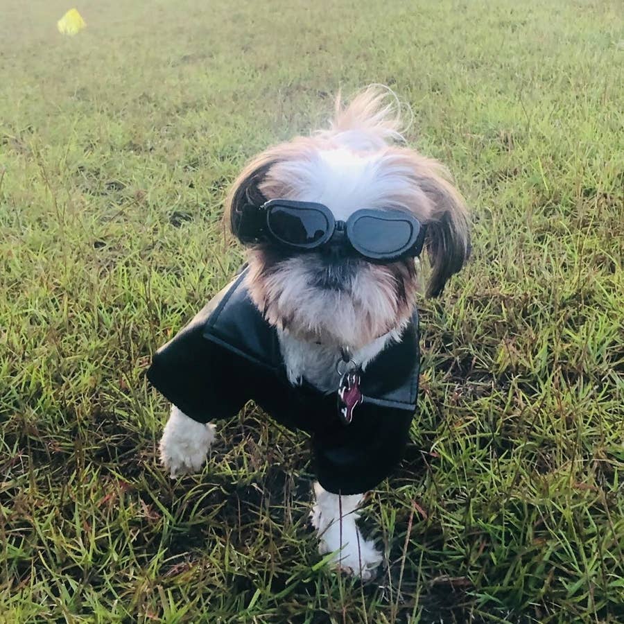 35 Problem Solving Products Pet Owners Actually Swear By