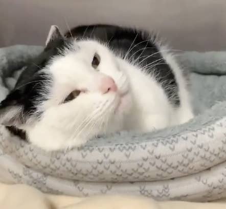 世界最悪の猫 ってホント アメリカで超有名な性悪猫を紹介します 世界最悪の猫 ってホント アメリカで超有名な性悪猫を紹介します