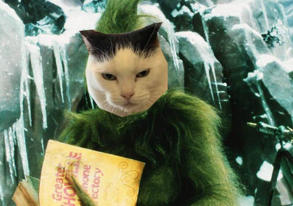 The World S Worst Cat Is Up For Adoption And She Looks Adorably Evil