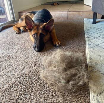 a reviewer's dog sitting next to fur brought up from the carpet using the squeegee 