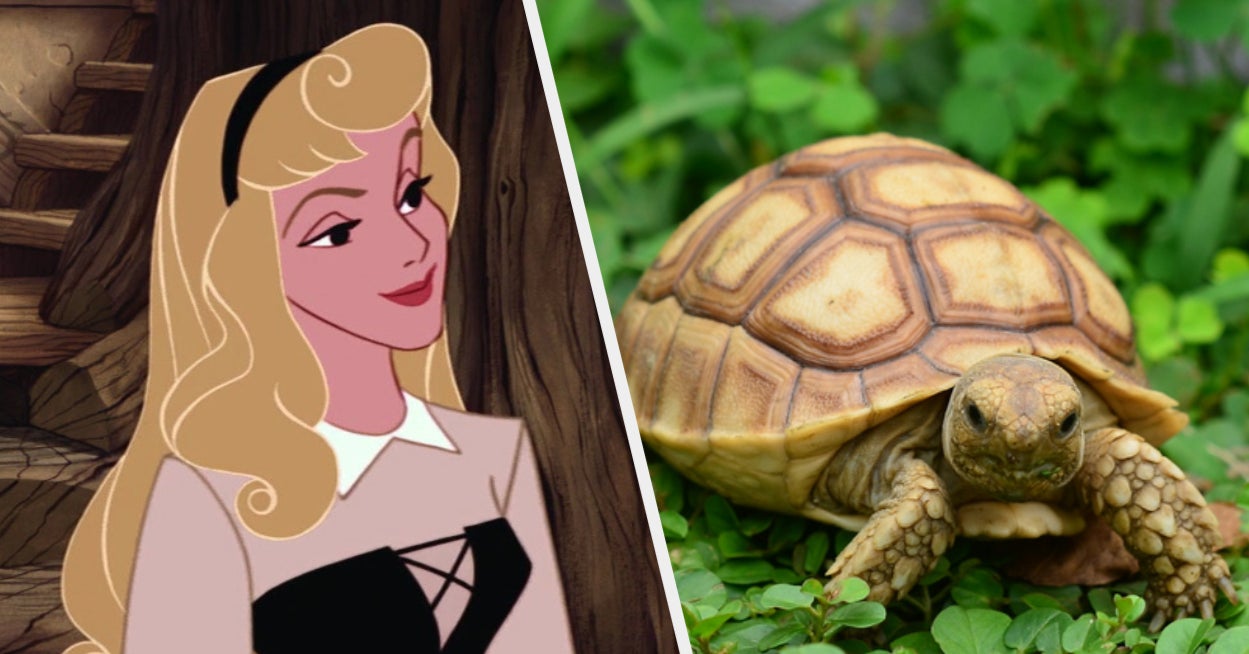 Quiz Are You A Turtle Or A Tortoise Based On The New Quiz Are You A Turtle Or A Tortoise Based On The New