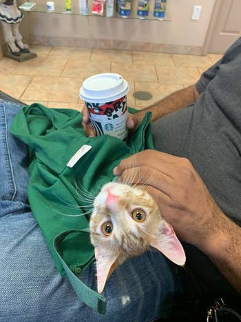 Cat sitting calmly in the bag on someone's lap