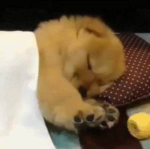 やりすぎ 愛犬を超個性的に変身させる クリエイティブグルーミング やりすぎ 愛犬を超個性的に変身させる クリエイティブグルーミング
